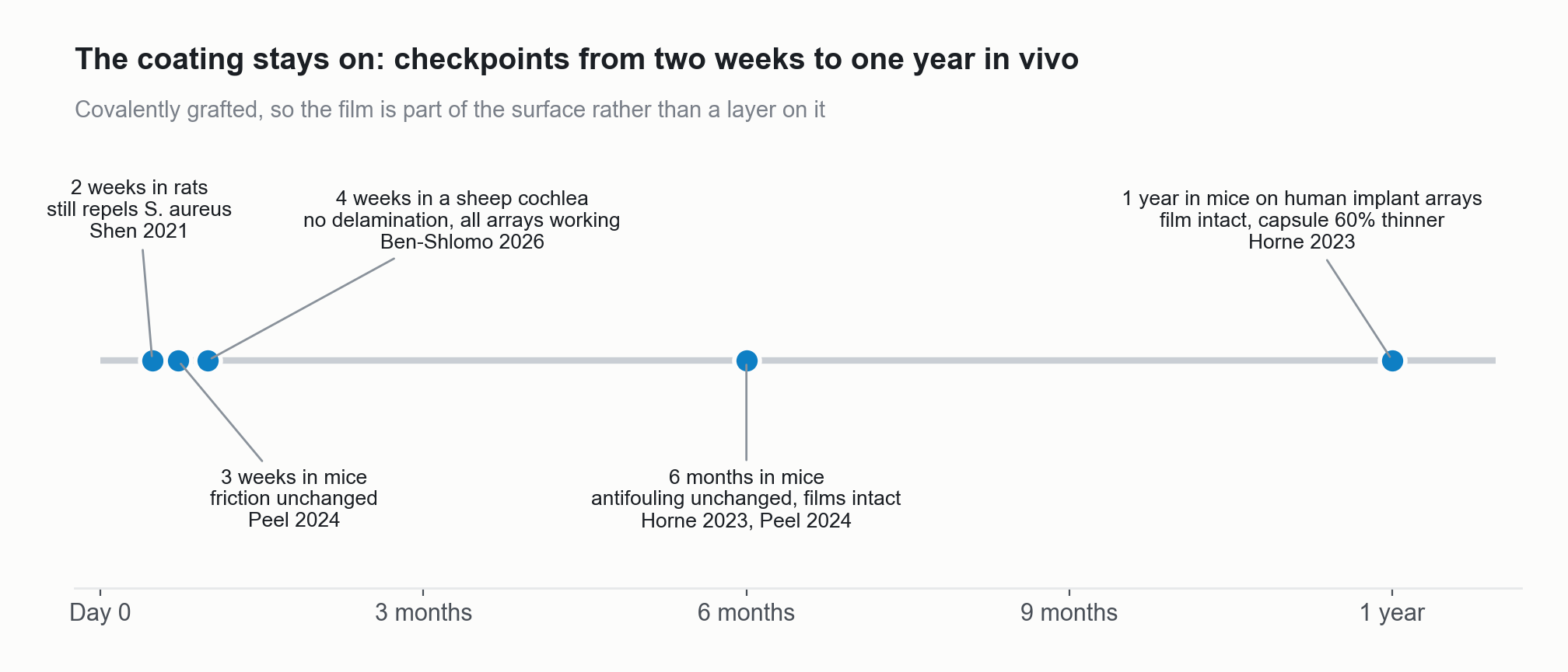 Timeline of in vivo checkpoints. At two weeks in rats the coating still repelled S. aureus. At three weeks in mice friction was unchanged. At four weeks in a sheep cochlea there was no delamination. At six months in mice antifouling was unchanged. At one year in mice the film was intact and the capsule about 60 percent thinner.