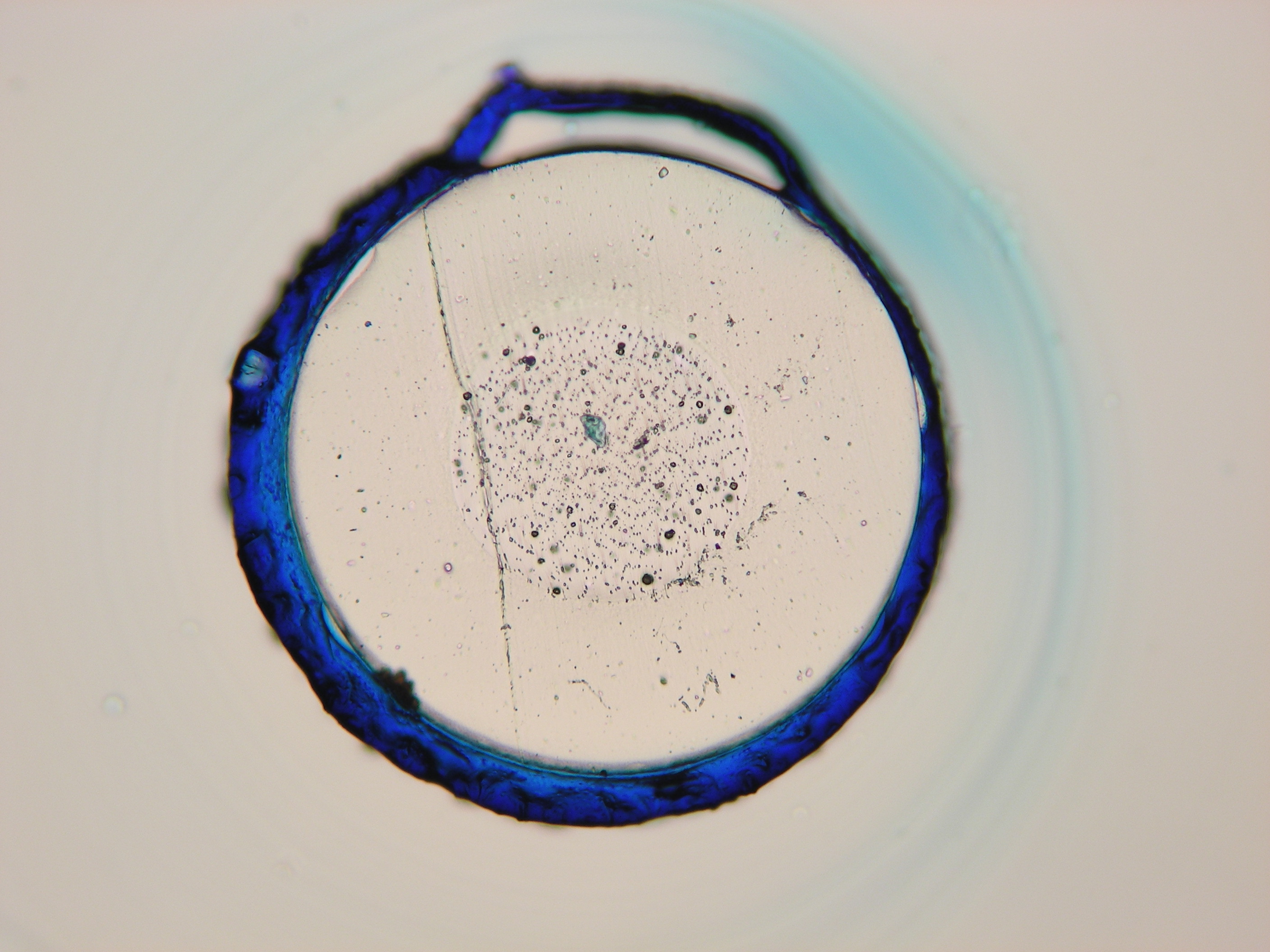 Microscope image of a cross-section of a coated silicone cochlear implant proxy. The silicone core is the pale disc in the center; the dyed hydrogel coating is the dark blue ring around it.